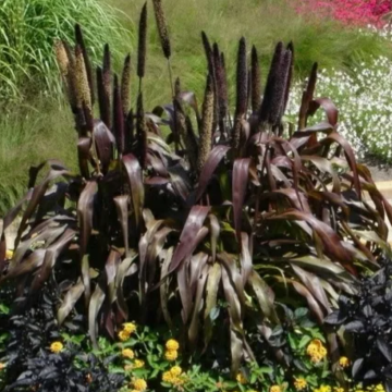 ПРОСО АФРИКАНСКОЕ однолетник (15шт)