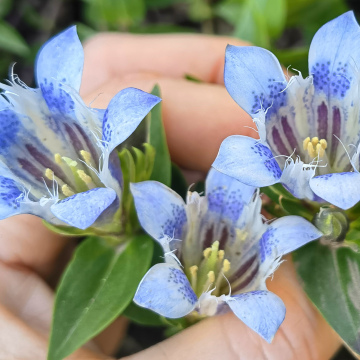 ГОРЕЧАВКА СЕМИРАЗДЕЛЬНАЯ ГОЛУБАЯ (15шт)