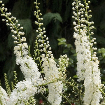 КЛОПОГОН КИСТЕВИДНЫЙ (10шт)