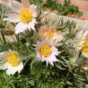 ПРОСТРЕЛ БЕЖЕВЫЙ (10шт)