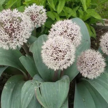 ЛУК КАРАТАВСКИЙ (10шт)
